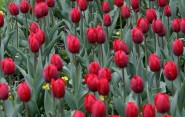 Symbolom Parkinsonovej choroby sa stal červený tulipán